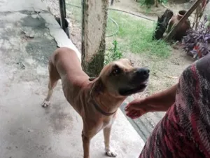 Cachorro raça Dogue Alemão idade 2 a 6 meses nome Caramelo 