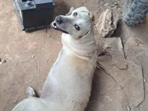 Cachorro raça SRD-ViraLata idade 1 ano nome Joelma