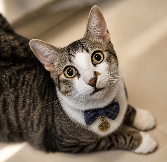 Gato raça SRD-ViraLata idade 2 anos nome THEO