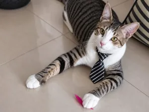 Gato raça SRD-ViraLata idade 2 anos nome THEO