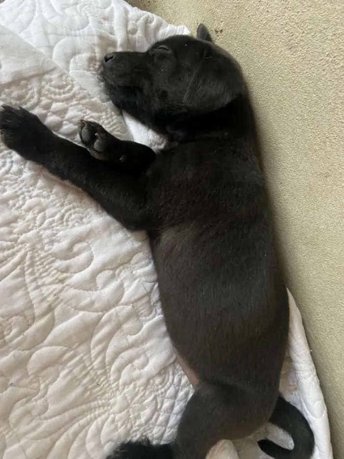 Cachorro raça SRD-ViraLata idade Abaixo de 2 meses nome ainda não demos nome 