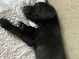 Cachorro raça SRD-ViraLata idade Abaixo de 2 meses nome ainda não demos nome 