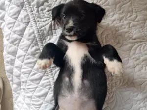 Cachorro raça SRD-ViraLata idade 2 a 6 meses nome Sem nome