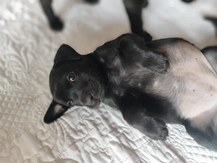 Cachorro raça SRD-ViraLata idade Abaixo de 2 meses nome Sem nome