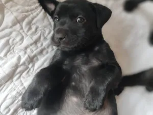 Cachorro raça SRD-ViraLata idade Abaixo de 2 meses nome Sem nome