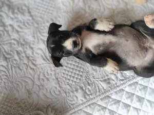 Cachorro raça SRD-ViraLata idade Abaixo de 2 meses nome Sem nome