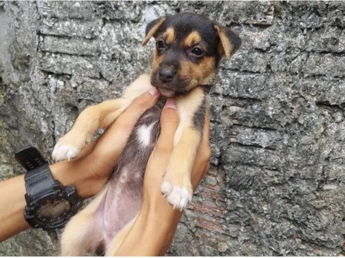 Cachorro raça Pastor Belga idade 2 a 6 meses nome zoe