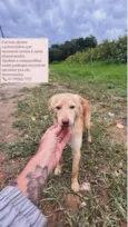Você escolhe 