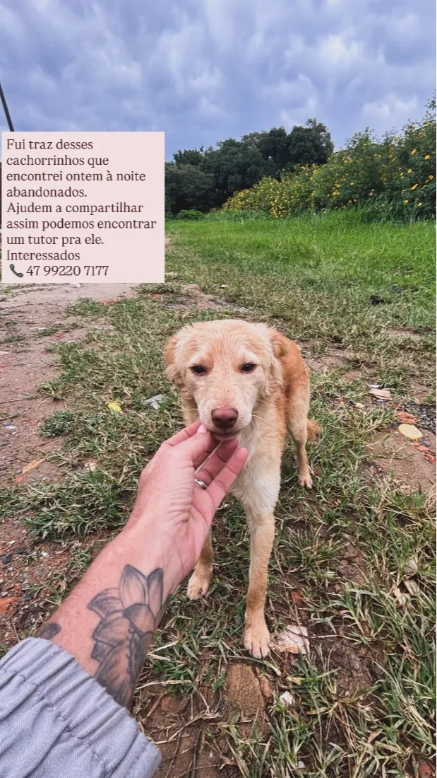 Cachorro raça SRD-ViraLata idade 2 a 6 meses nome Você escolhe 