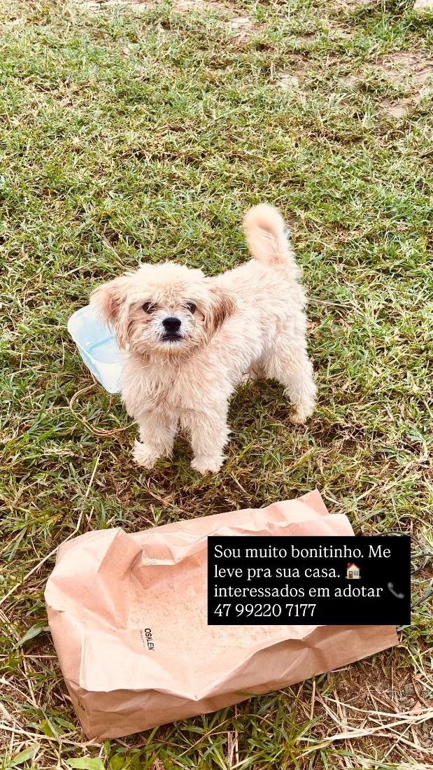 Cachorro raça SRD-ViraLata idade 2 a 6 meses nome Você escolhe 