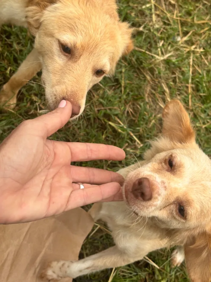 Cachorro raça SRD-ViraLata idade 2 a 6 meses nome Você escolhe 