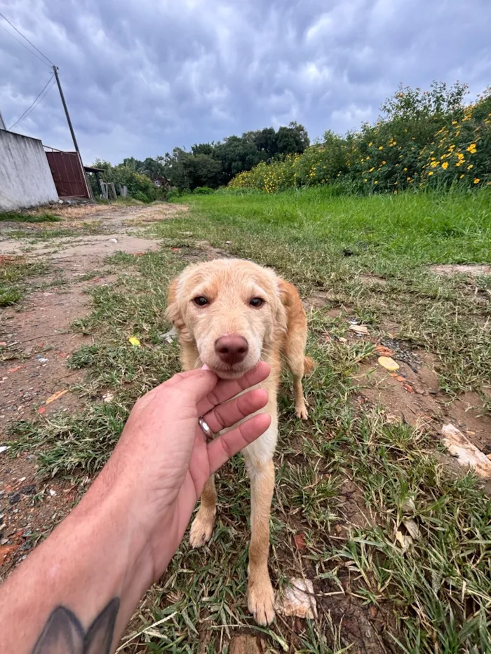 Cachorro raça SRD-ViraLata idade 2 a 6 meses nome Você escolhe 