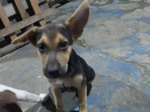 Cachorro raça Pastor Belga idade 2 a 6 meses nome zoe