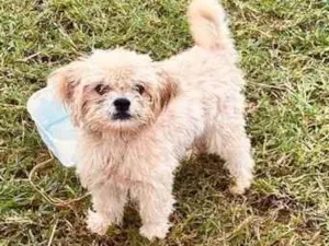 Cachorro raça SRD-ViraLata idade 2 a 6 meses nome Você escolhe 