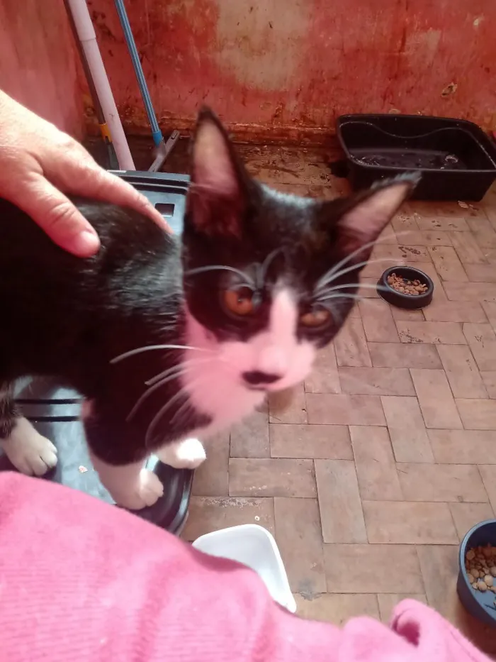 Gato raça SRD-ViraLata idade 2 a 6 meses nome Yuni