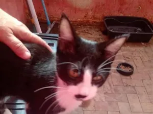 Gato raça SRD-ViraLata idade 2 a 6 meses nome Yuni