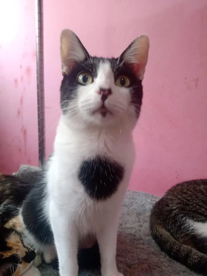 Gato raça SRD-ViraLata idade 7 a 11 meses nome Manfredd Scothh