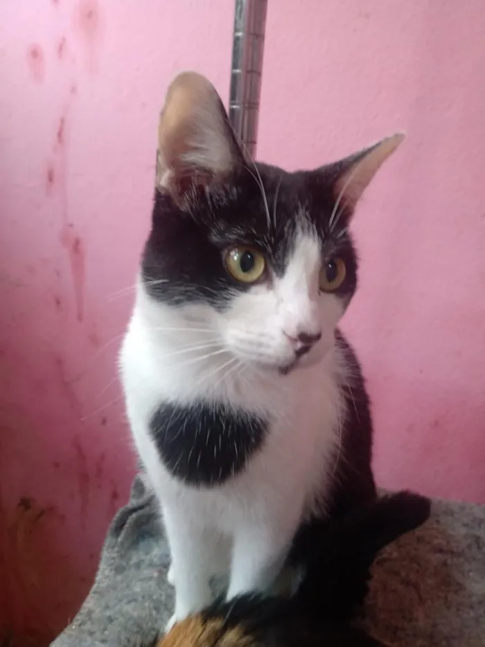 Gato raça SRD-ViraLata idade 7 a 11 meses nome Manfredd Scothh