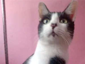 Gato raça SRD-ViraLata idade 7 a 11 meses nome Manfredd Scothh