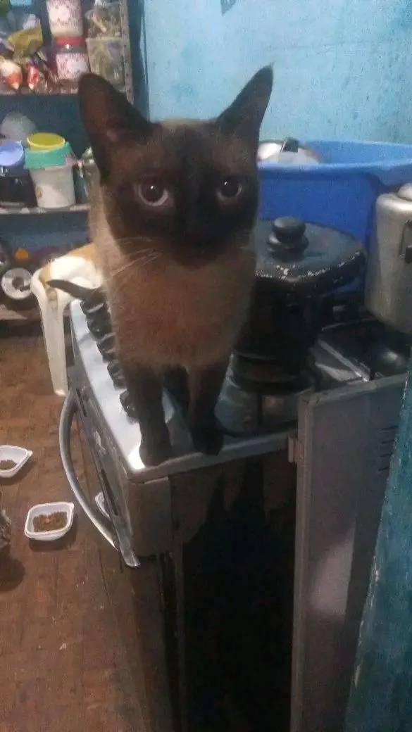 Gato raça Siamês idade 1 ano nome Vallentinné