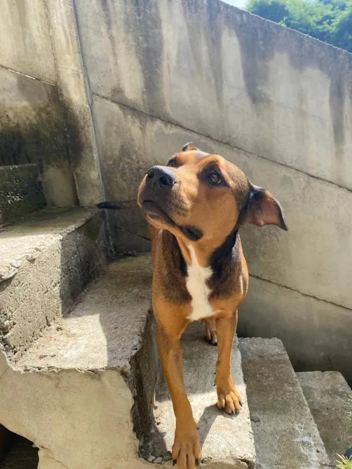 Cachorro raça SRD-ViraLata idade 3 anos nome Teresa