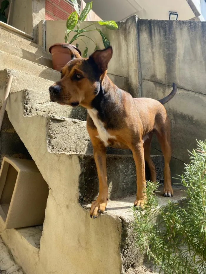 Cachorro raça SRD-ViraLata idade 3 anos nome Teresa