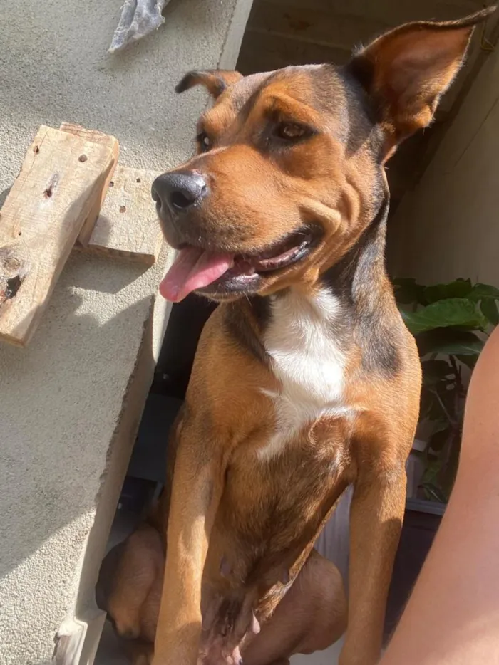 Cachorro raça SRD-ViraLata idade 3 anos nome Teresa