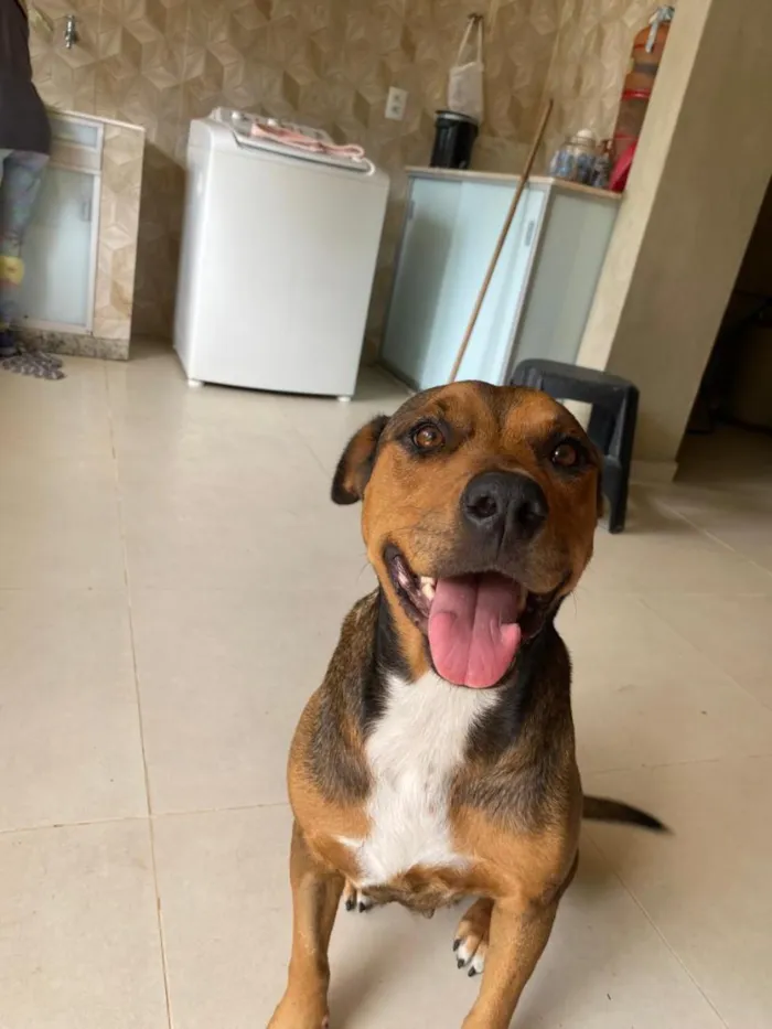 Cachorro raça SRD-ViraLata idade 3 anos nome Teresa