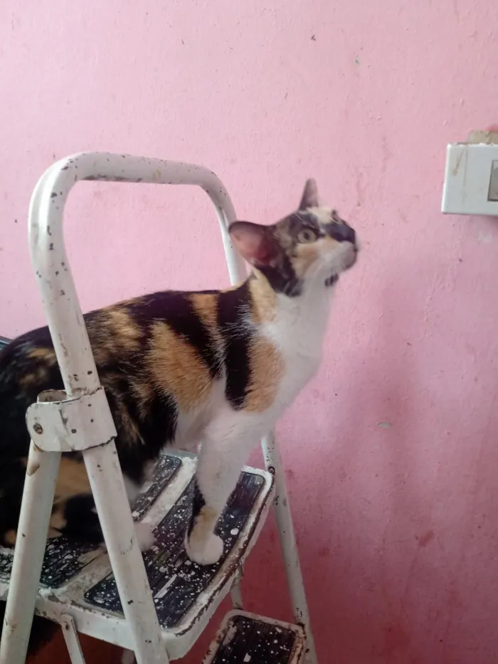 Gato raça SRD-ViraLata idade 1 ano nome Rebecca