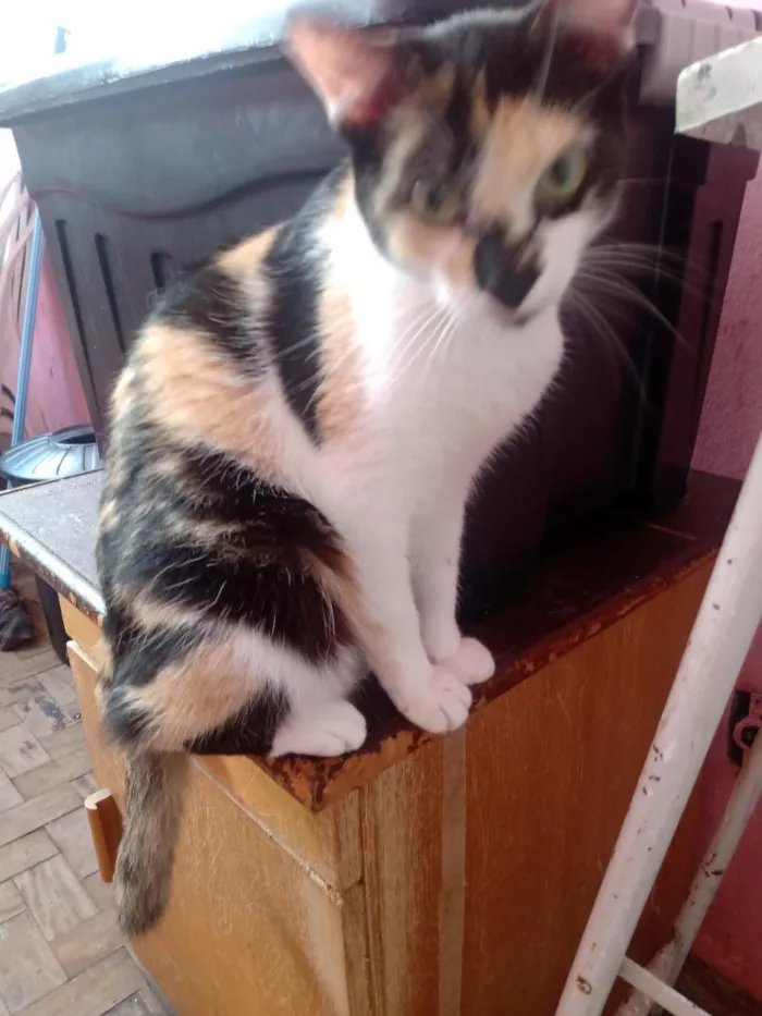 Gato raça SRD-ViraLata idade 1 ano nome Rebecca