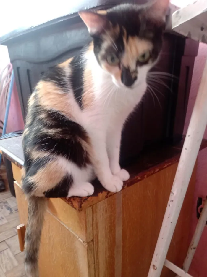 Gato raça SRD-ViraLata idade 1 ano nome Rebecca