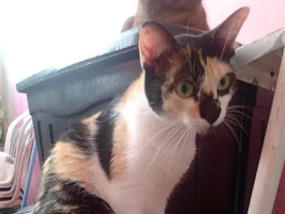 Gato raça SRD-ViraLata idade 1 ano nome Rebecca