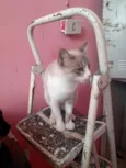 Vandinha