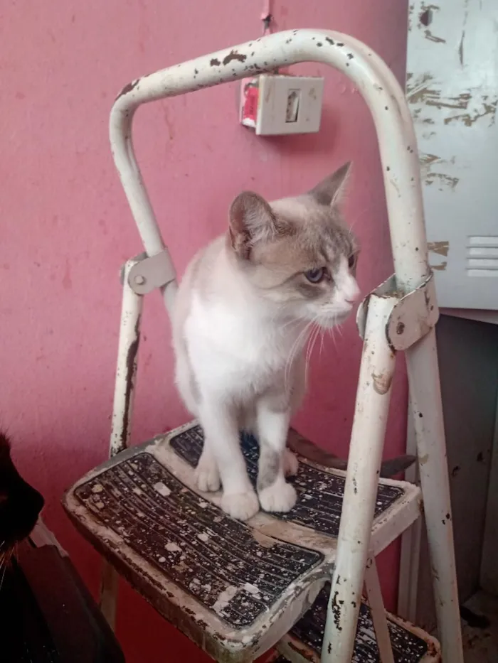 Gato raça SRD-ViraLata idade 1 ano nome Vandinha