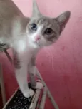Vandinha