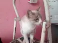 Vandinha