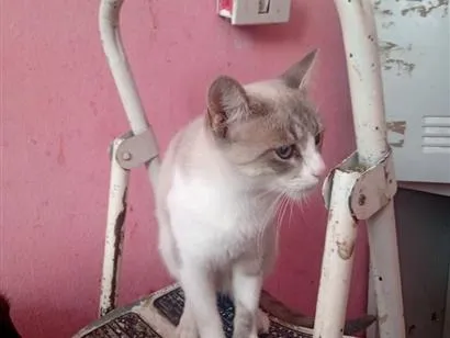 Gato raça SRD-ViraLata idade 1 ano nome Vandinha