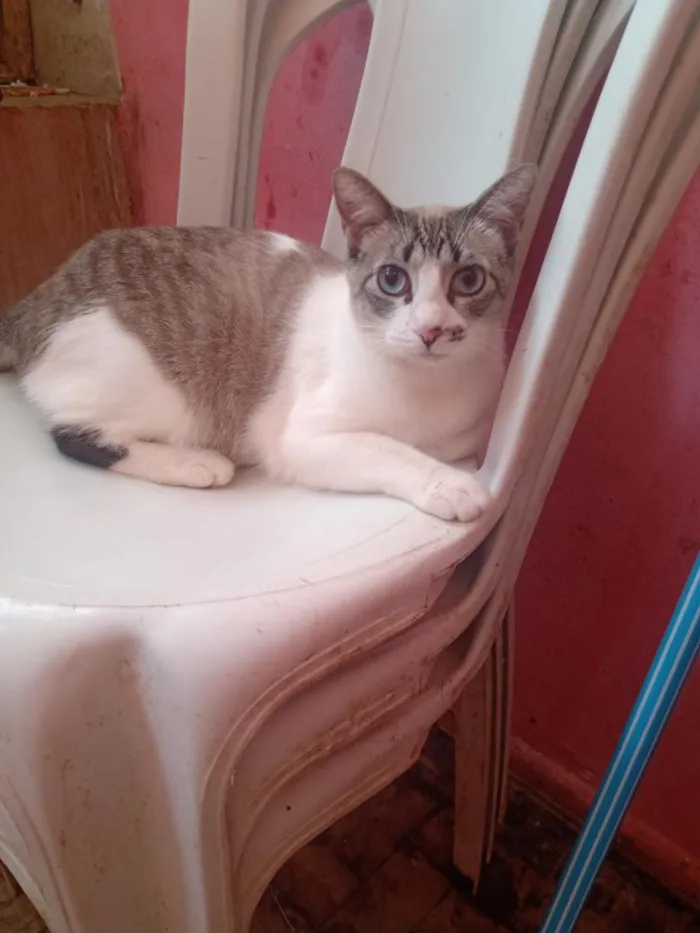 Gato raça SRD-ViraLata idade 1 ano nome Anitta