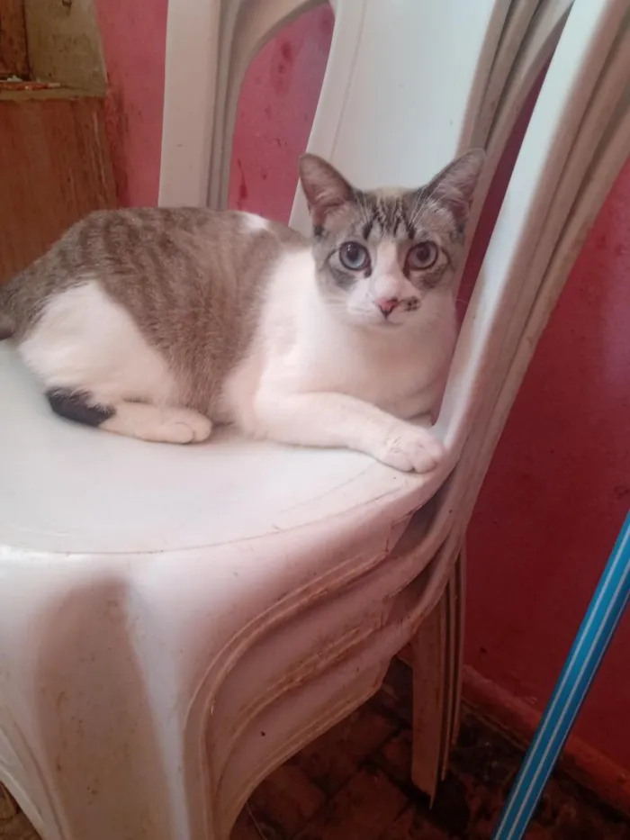 Gato raça SRD-ViraLata idade 1 ano nome Anitta