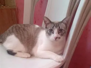 Gato raça SRD-ViraLata idade 1 ano nome Anitta