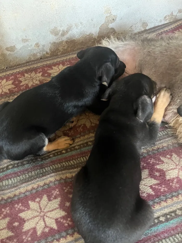 Cachorro raça SRD-ViraLata idade 6 ou mais anos nome Malu 