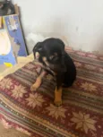 Malu 