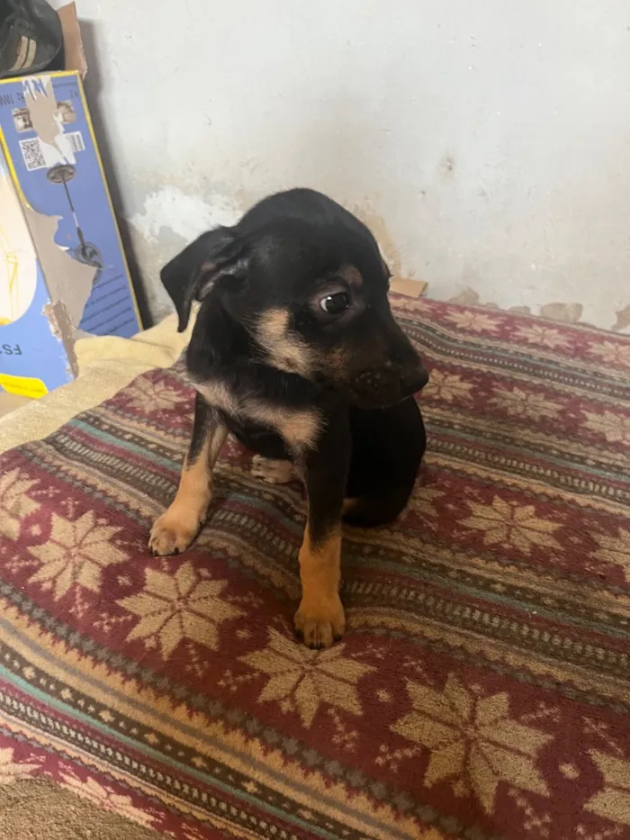 Cachorro raça SRD-ViraLata idade 6 ou mais anos nome Malu 