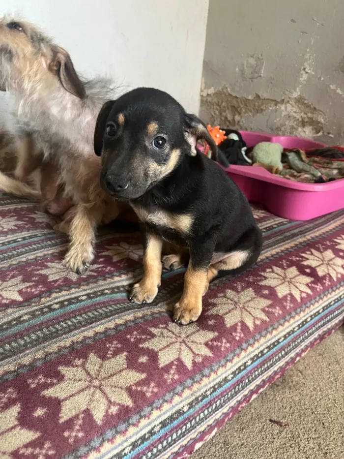 Cachorro raça SRD-ViraLata idade 6 ou mais anos nome Malu 