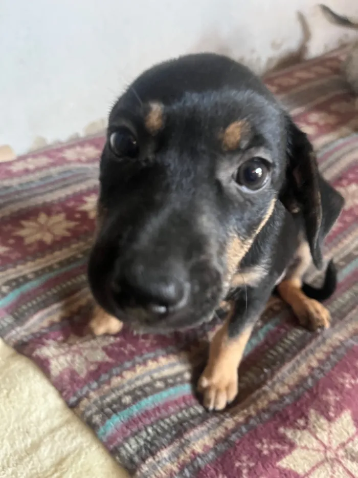 Cachorro raça SRD-ViraLata idade 6 ou mais anos nome Malu 