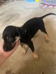 Malu 