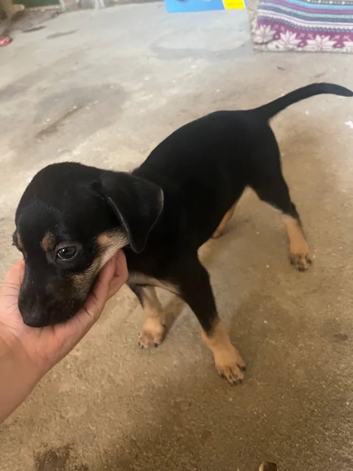 Cachorro raça SRD-ViraLata idade 6 ou mais anos nome Malu 