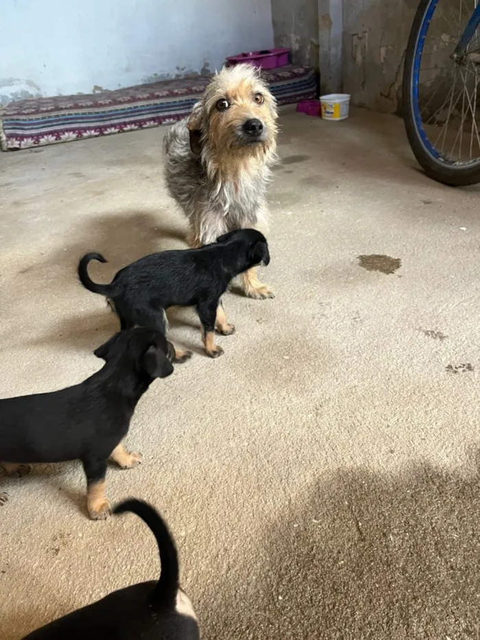 Cachorro raça SRD-ViraLata idade 6 ou mais anos nome Malu 