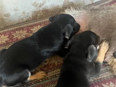 Cachorro raça SRD-ViraLata idade 6 ou mais anos nome Malu 