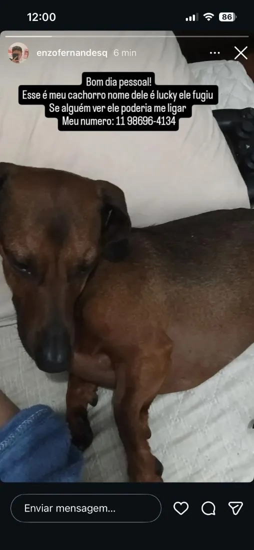Cachorro raça Basset-Cofap idade 4 anos nome Lucky